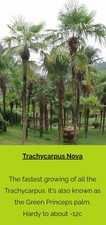 Trachycarpus Nova Palms 4ft. Fast Growing Tropical Garden Palm Trees. S25 Roth