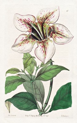 Gardenia Stanleyana Sierra Leone Botanik flower botany Edwards Kupferstich 1845