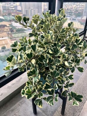 Ficus Triangularis variegated 1ft LIVE PLANT - Triangle fig tree variegata