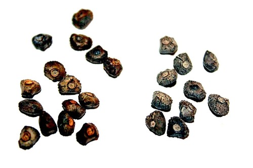 10 "DWARF" Cavendish BANANA Tree Seeds Musa acuminata Hardy Tropical Fruit Plant - Picture 19 of 19