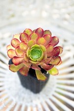 LIVE PLANTS - Aeonium 'Rosie P' - Vibrant tall succulent - UK Grown