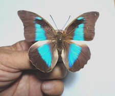 Prepona for collectors | Prepona werneri, brooksiana females