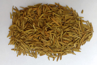 Karva Indrajau bitter oleander whole Holarrhena pubescens organic free ship