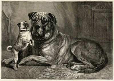 pug 1880