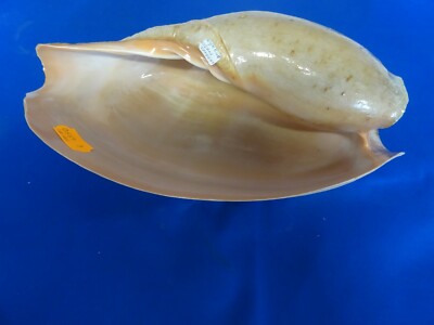 VOLUTE - CYMBIUM GLANS DU SÉNÉGAL - 30cm UNIQUE