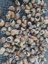 Lumache Di Terra Da Gastronomia Vive E Già Spurgate-Helix Aspersa Maxima 1 Kg