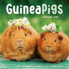 2026 Guinea Pigs Mini Wall Calendar by Carousel Calendars (English)