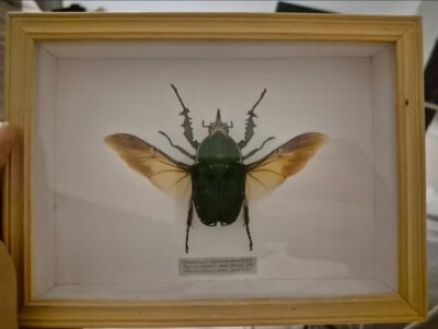 Blumenkäfer - Mecynorrhina torquata immaculicollis