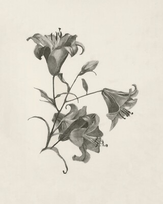 Vintage Inspired Lilies Sketch Giclee Print on Fine Art Paper