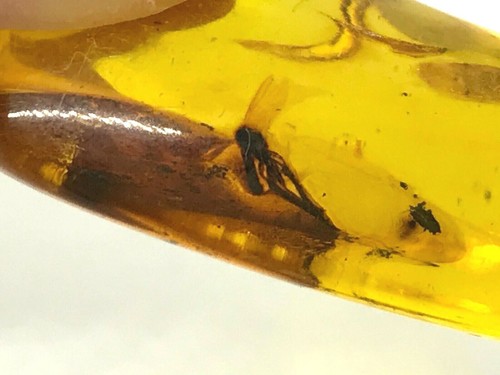 AMBER PIECE With Insect Natural BALTIC AMBER Insects Inclusion Fossil 6,5g 12473 - Picture 4 of 13