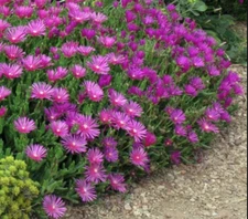 Magenta / Delosperma Coopers Hardy Ice Plant Ground cover - 5 unrooted cuttings