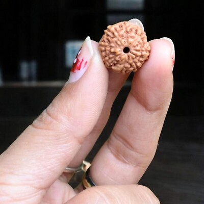 Original 8 Mukhi Rudraksha Beads (Nepali)   Natural & Certified Round beads (Ela