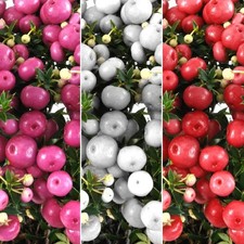 1x 10cm Pot Pernettya Gaultheria  Mucronata. Hardy Evergreen, Winter