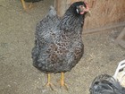 18 BLUE LACE RED WYANDOTTE FERTILE HATCHING EGGS — photo 3