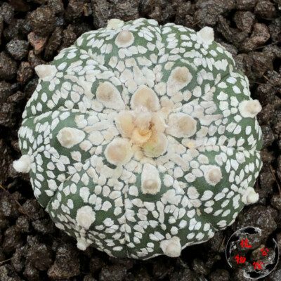 3-4cm cactus Succulent Plant Astrophytum asterias Home Garden Bonsai plants