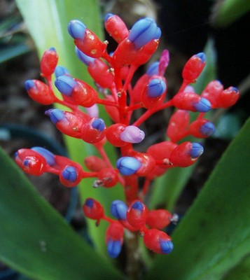 AECHMEA MINIATA - Tolles Preis-Leistungs-Verhältnis-Langlebige rote Hochblätter auffallend blaue Blüten.