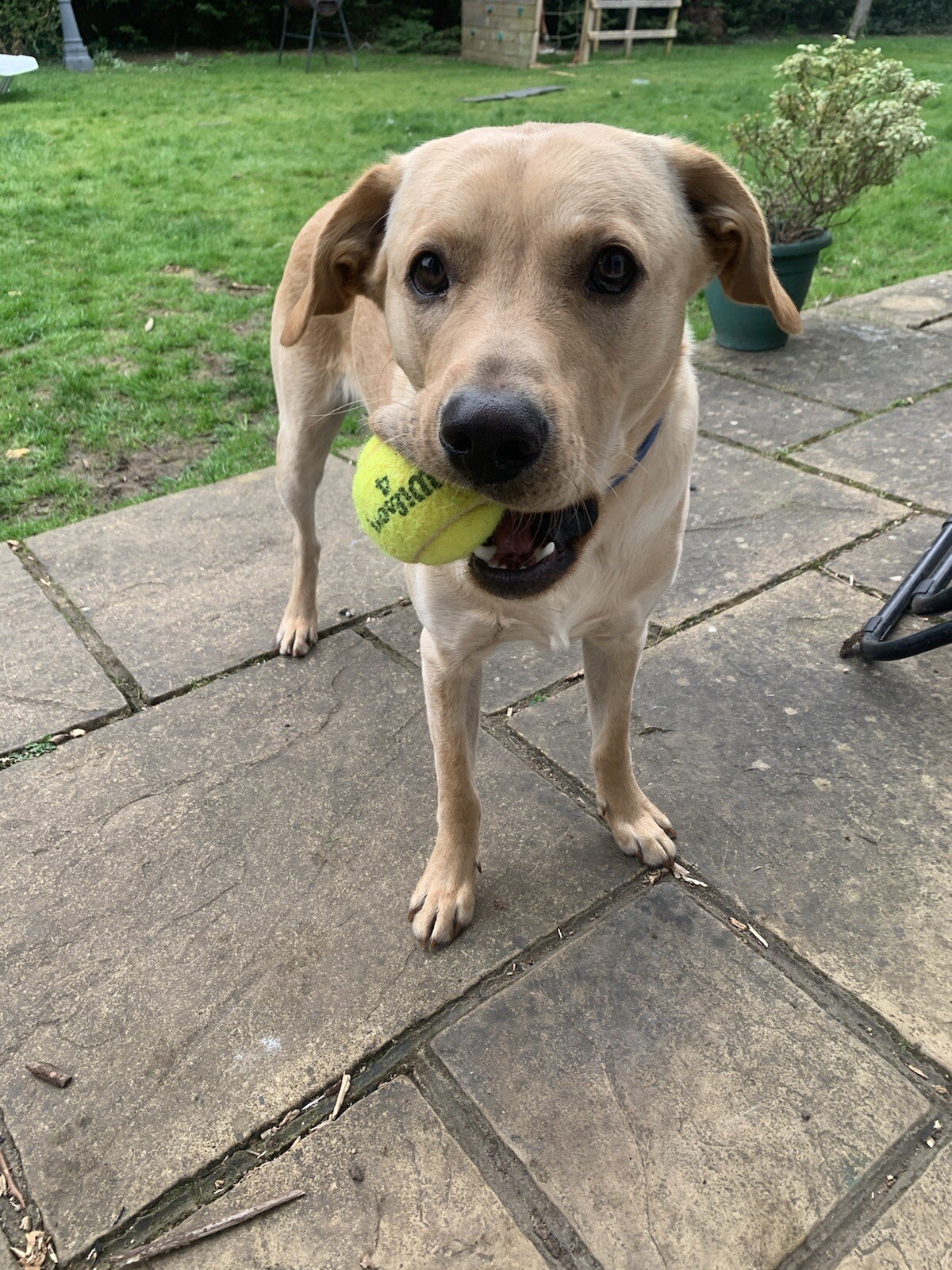 15 x 🎾 Used Tennis balls for Dogs!🐶**CHEAPEST on eBAY** Same Day