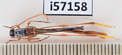 標本 Yunnan China Necydalis s.p 23mm i57158****Cerambycidae, Necydalis sp. Vietnam North. over 2000m