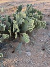Specialty Catus Cuttings Your Choice In 3 Types Plant — photo 2