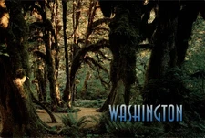 Olympic Peninsula Washington Rain Forest velvety moss unused vintage postcard