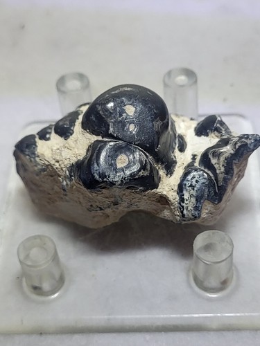 Mastodon Fossil Tooth Segment, Polk Co. Florida
