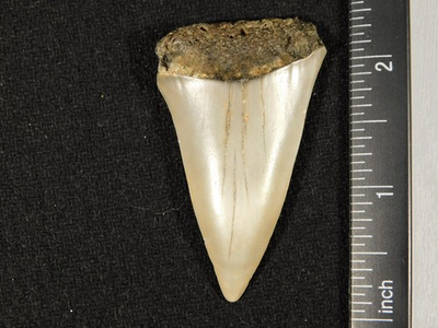 #ad Big Ancestral Great WHITE SHARK Tooth Fossil 100% Natural 1.17 $29.99