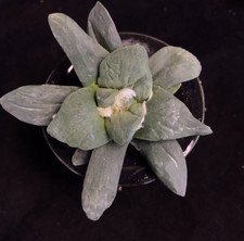 Lingua di toro giapponese spessa 7,8 cm foglia rugosa giada peonia WYSIWYG