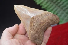 #A3 ,LOVELY BIG! 4.4"  GENUINE  MEGALODON SHARK TOOTH, BEST VALUE MEGS ,U.K