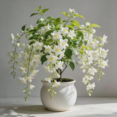 #ad Weeping Jasmine Climbing Seeds 100 – Garden Balcony Flower Vine $5.99