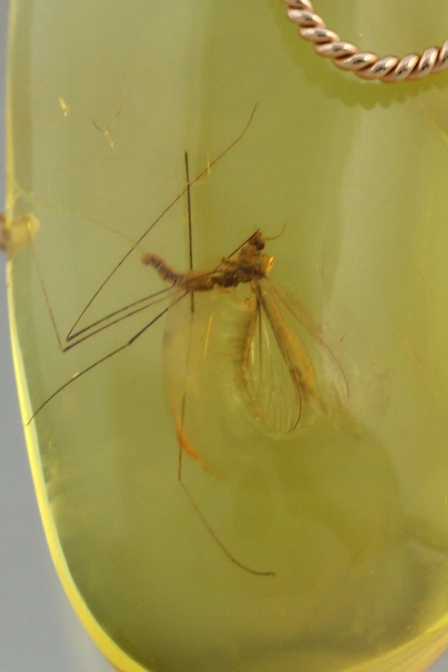 Genuino ÁMBAR BÁLTICO ORO 14K Colgante Insecto Fósil GRÚA MOSCA 4.4g 191126-13 Foto 2 de 4