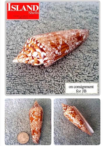 Conus bengalensis #21 93.5mm ULTRA! RARE GEM BEAUTY from Thailand