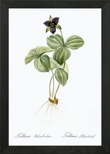 Trillium Rhomboideum Illustration Framed Wall Art Poster Canvas Print Picture