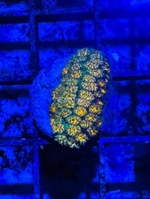 CE- WYSIWYG John Deere Leptastrea Coral Frag Live Coral LPS SPS #R1GN5