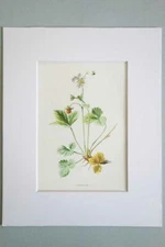 MATTED 8x10 Antique 1910 English Botanical Chromolithograph Print STRAWBERRY