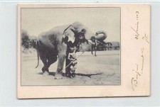 India - Elephant and trainer - FORERUNNER SMALL SIZE POSTCARD - Publ. Clifton &