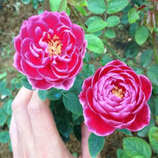 20 SEEDS for Fuchsia Pink RARE Rose bud tea flower Bush exotic plant USA Seller