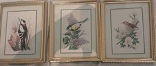 3 Vintage Bird Prints, Woodpecker,  Blue Tit, Wren