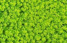 2000 MICROCLOVER Dwarf Miniature Trifolium Repens White Flower Clover Lawn Seeds