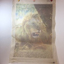 Lion Needlepoint Canvas 12 Mesh 24" x 35"