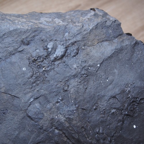 Mezcla de 2,8 kg fósiles checos trilobite onnia bivalvo ortoceras ordovícico - Imagen 5 de 15