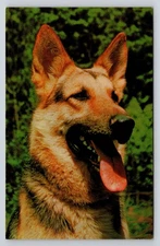 Vintage Photochrome German Shepherd Dog Postcard by Tichnor Bros Inc