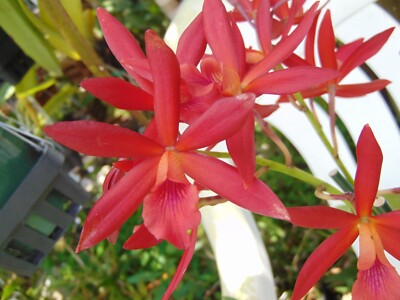 Eny. Charlie Brown Bloom size Bare root NICE PLANT