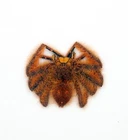 Spider - Small Spider - Arachnidae - Spider sp -Cameron Highlands,Malaysia -SP04