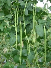 10 Yard Long Green Bean, asparagus beans, Chinese long beans Seeds | Non-GMO.