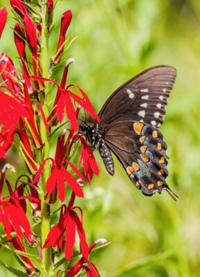 CARDINAL FLOWER SEEDS NON GMO FRESH HARVEST FREE SHIPPING | eBay