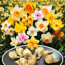 5-100 Mix Dwarf Daffodil Bulbs Narcissus Corm Spring Flower Garden