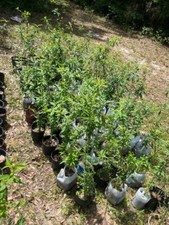 Peach Tree  - Live Plant - Prunus persica '