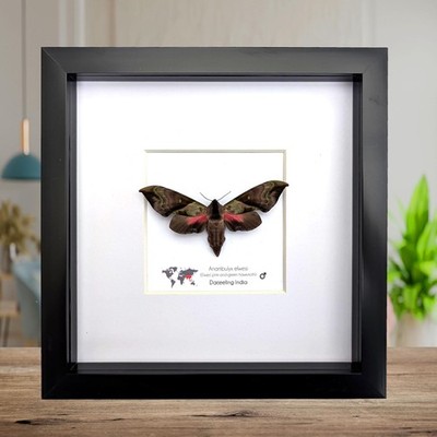 Gerahmte Anambulyx Elwesi Falkenmotte Display 8'' x 8'', seltene Taxidermie Sphinx Motte