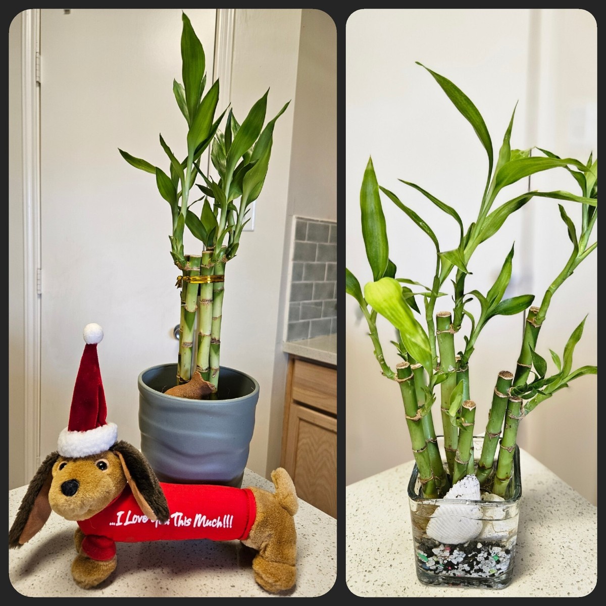 8" Lucky Bamboo 6 Healthy Plants, Gift, Feng Shui, Water Plant, Free  Shipping | eBay