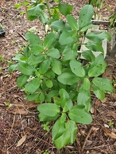 2x KALANCHOE PINNATA LEAF OF LIFE MIRACLE WONDER THE WORLD LIVE PLANT 2" Starter